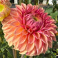 KA Desert Rose - Tuber