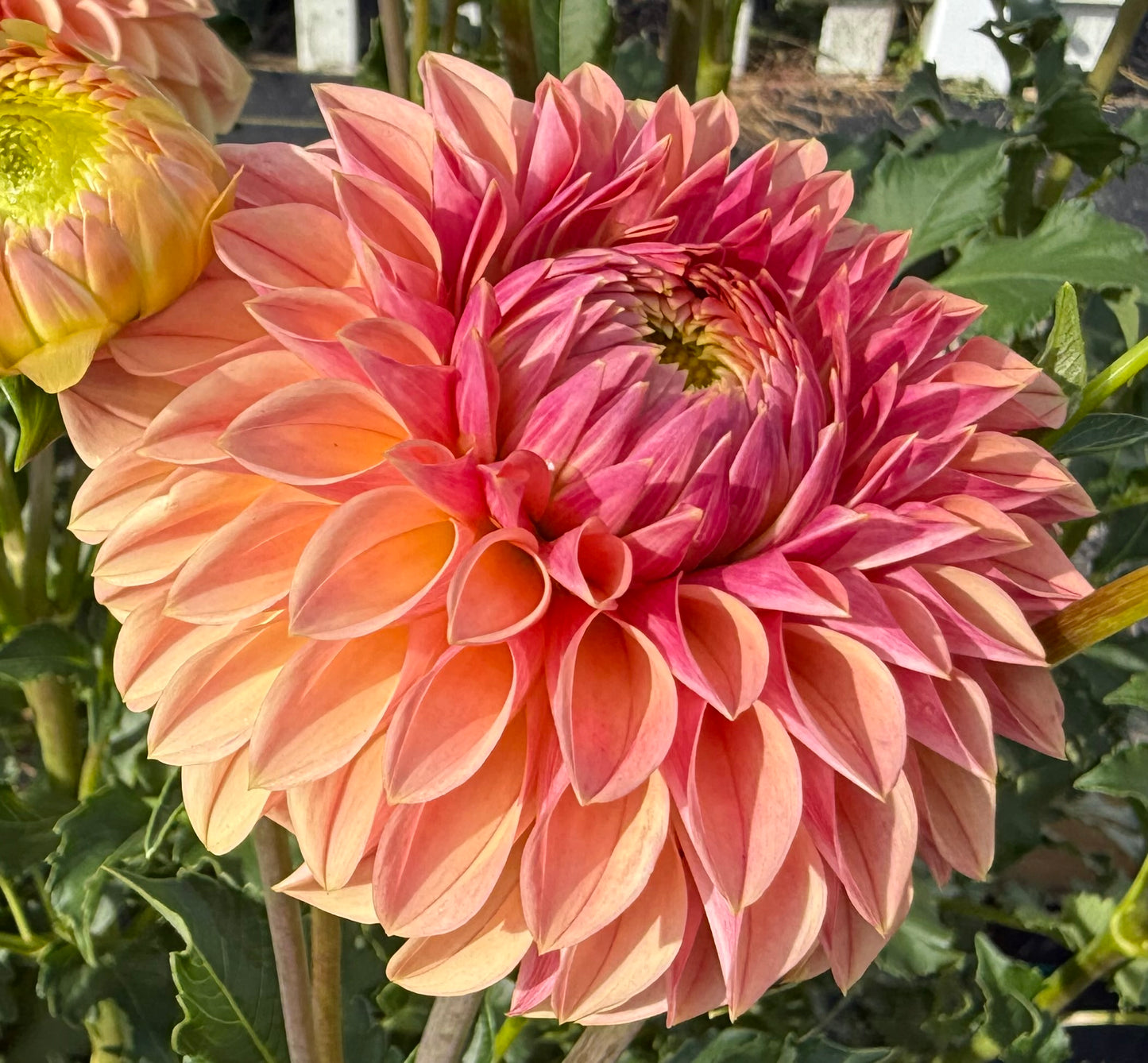 KA Desert Rose - Tuber