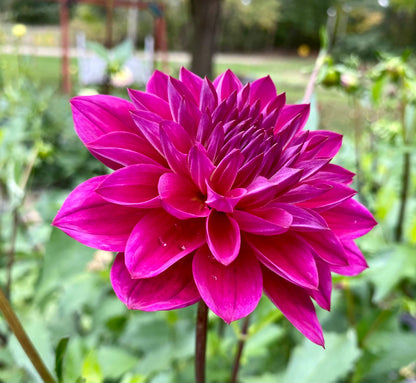Sandia Nocturne - Tuber
