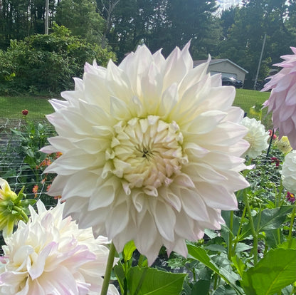 Bloomquist Compare - Tuber