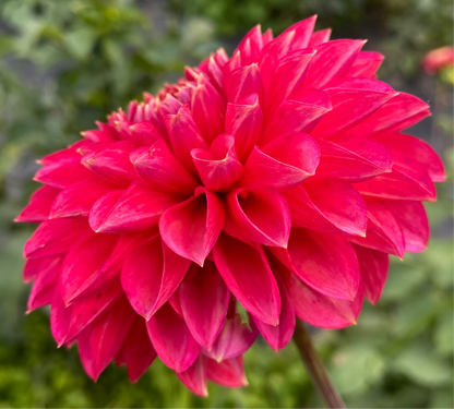 Camano Mystery - Tuber