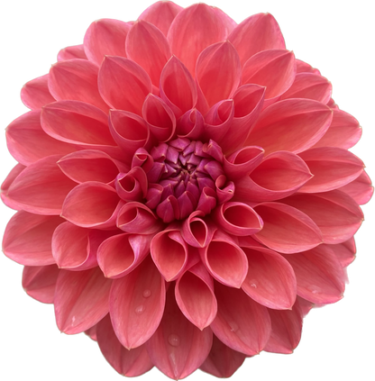 Bloomquist Curt - Tuber