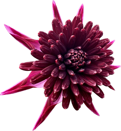 Bloomquist Puff - Tuber