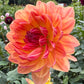 Sandia Marmalade - Tuber