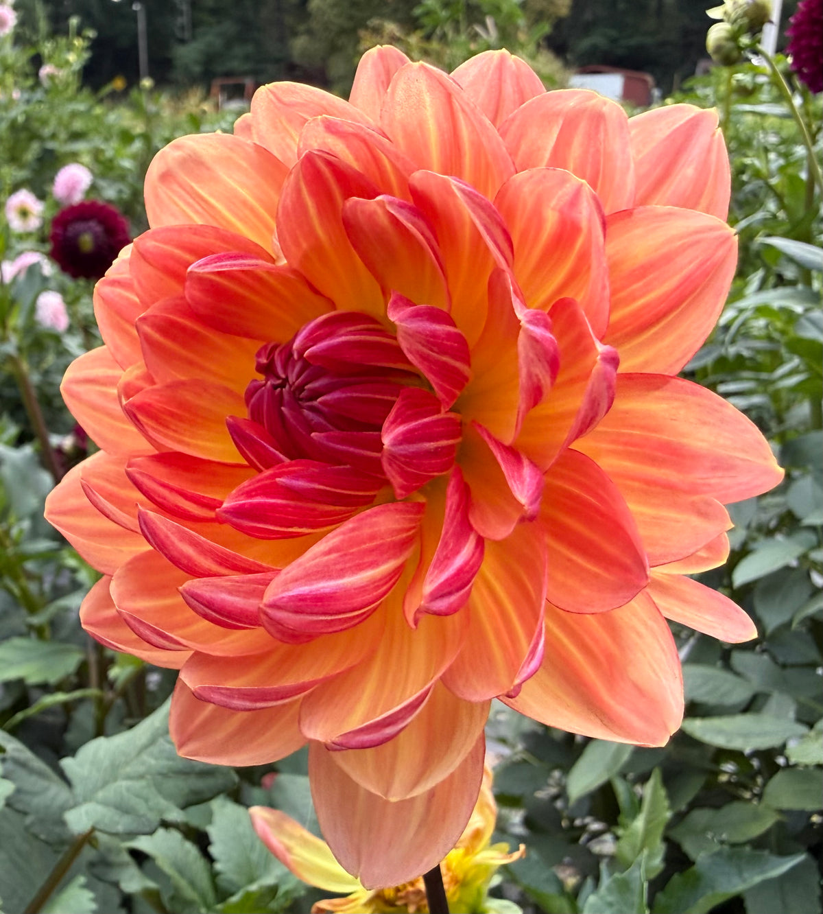 Sandia Marmalade - Tuber