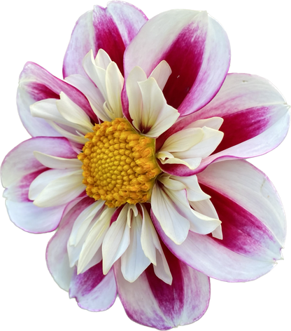 Bumble Rumble - Tuber