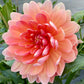 Sandia Susan - Tuber
