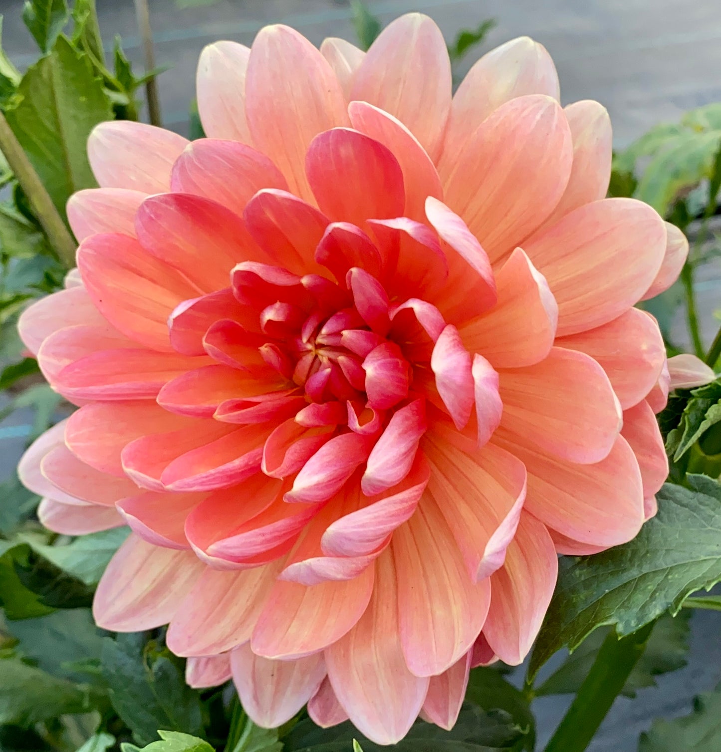 Sandia Susan - Tuber