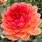 Sandia Marmalade - Tuber