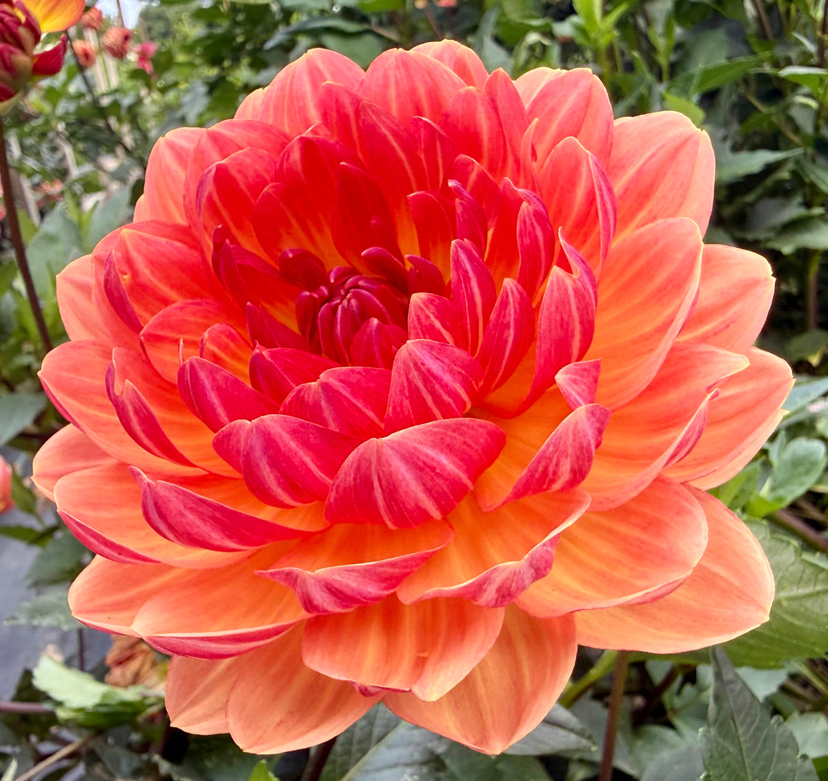Sandia Marmalade - Tuber