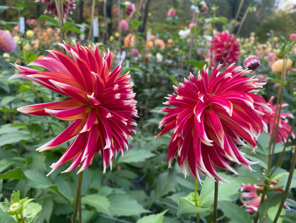 Bloomquist Firecracker - Tuber