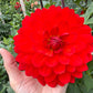 Taratahi Ruby - Tuber