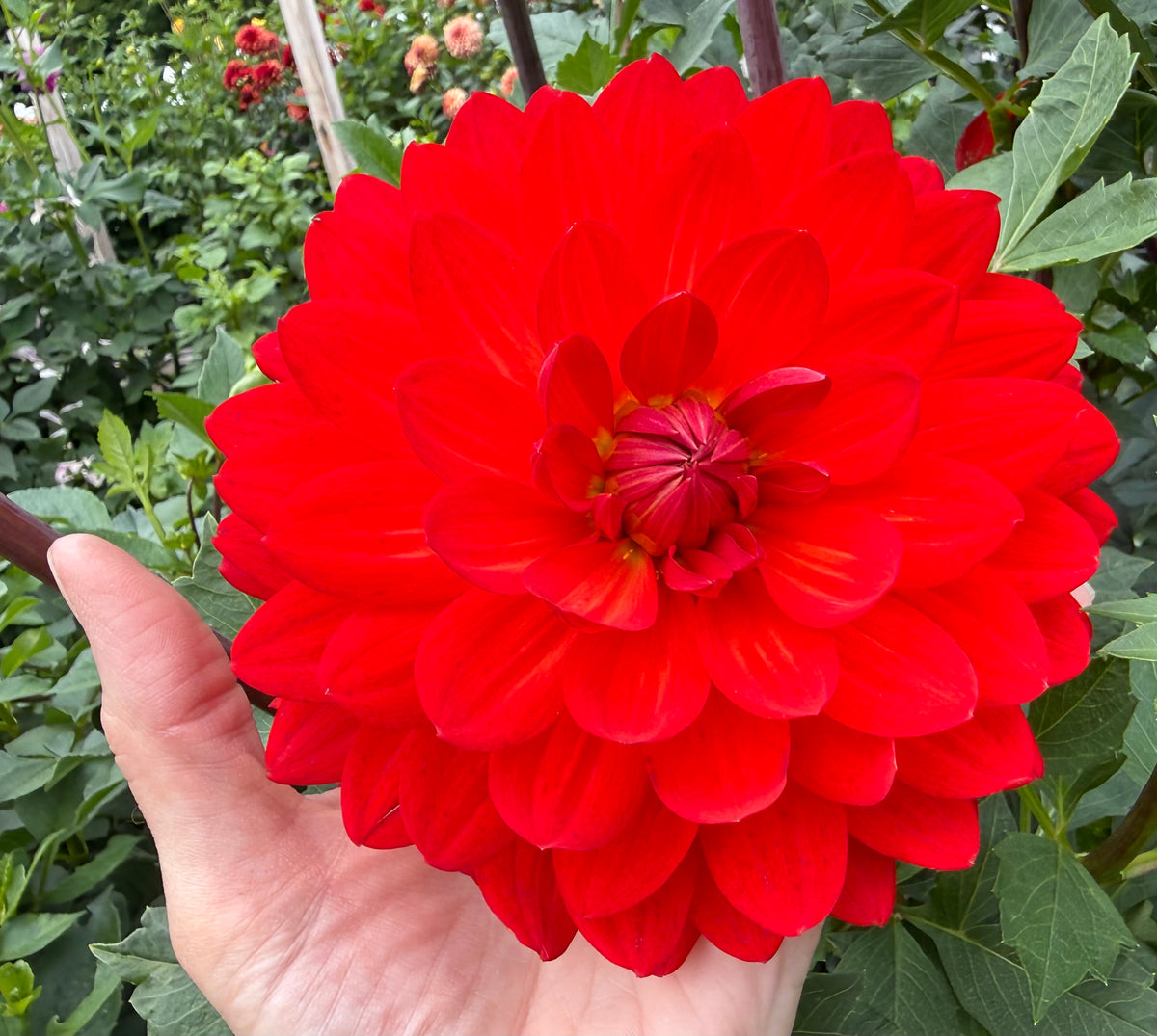 Taratahi Ruby - Tuber