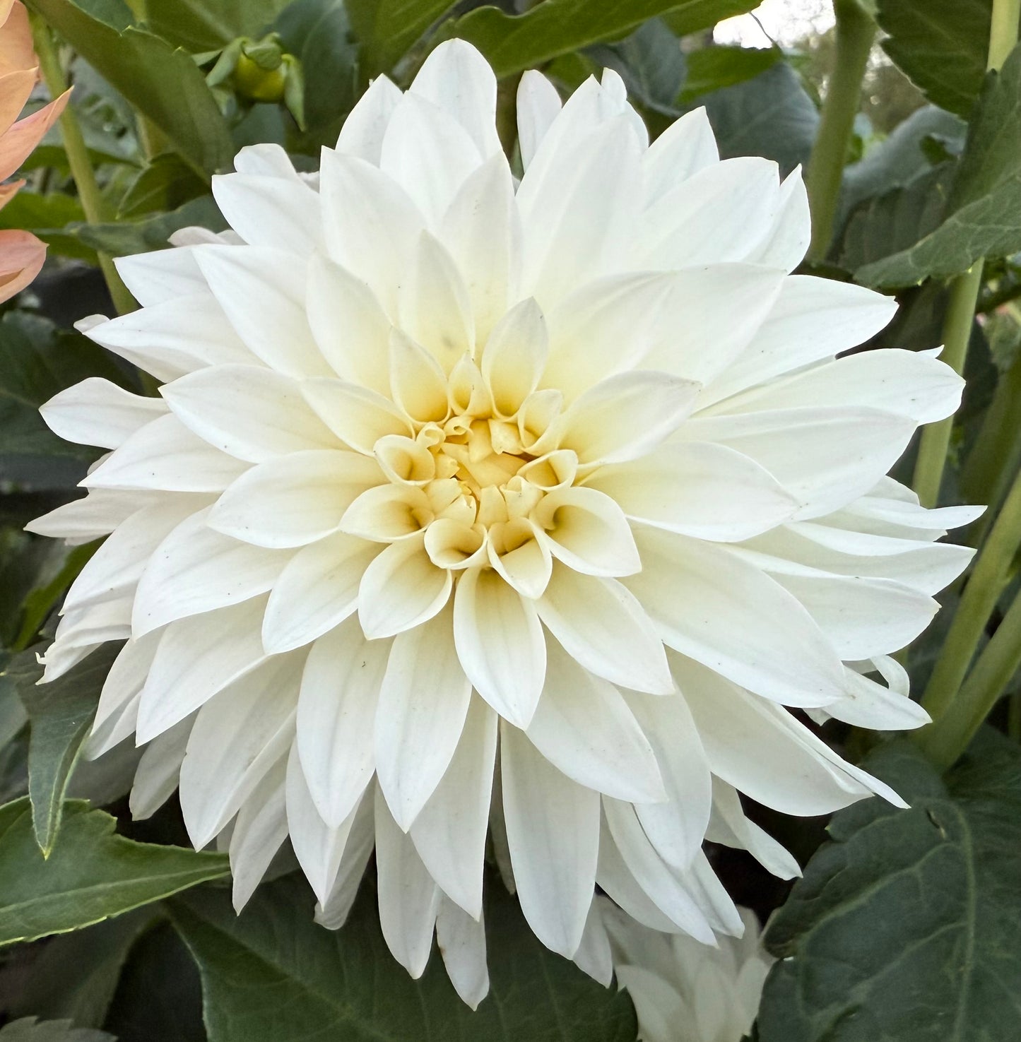 River’s Crystal - Tuber