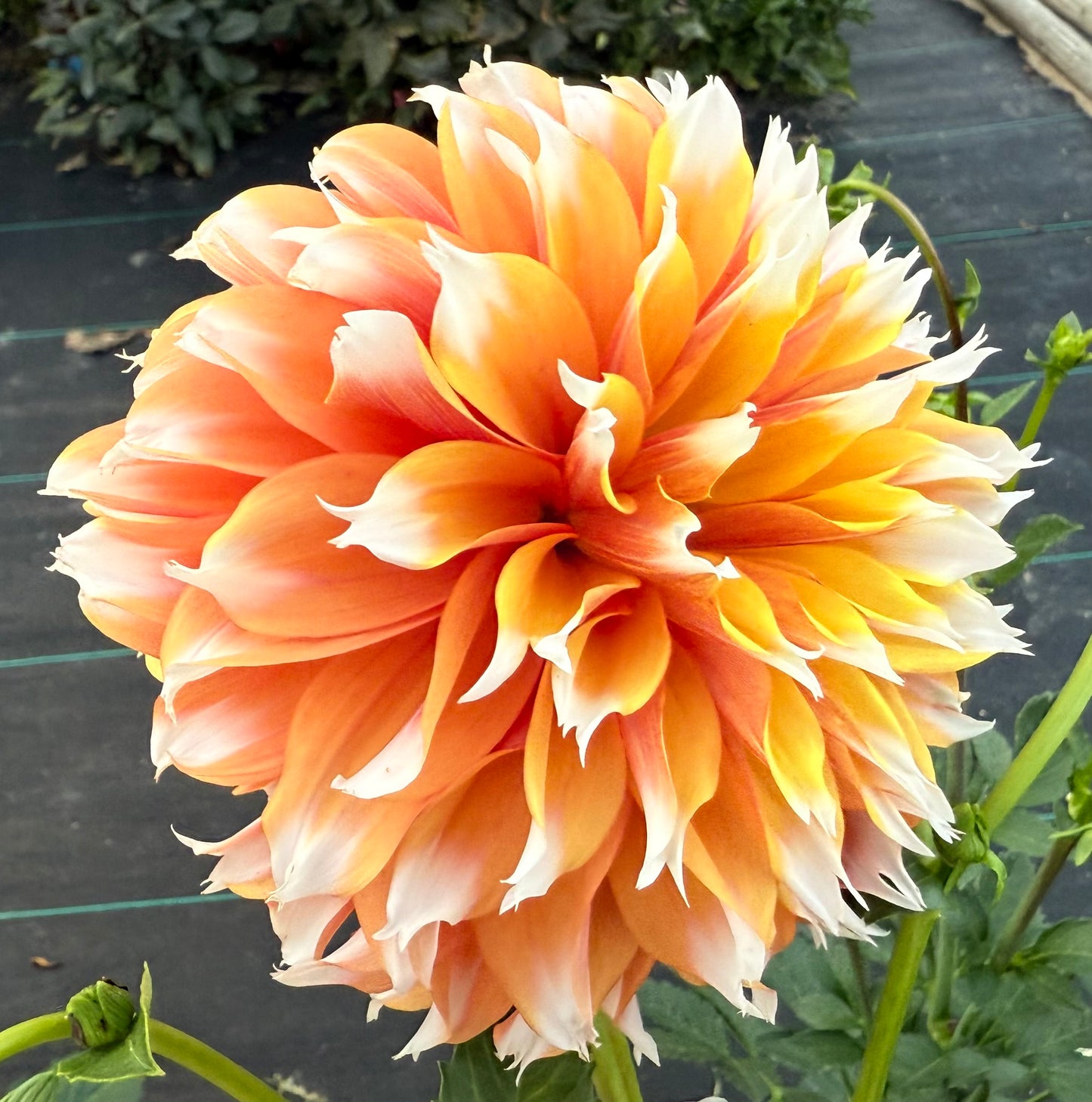 Bloomquist Candy Corn - Tuber