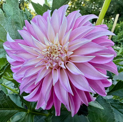 Verrone’s DF - Tuber