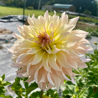 Lakeview Blush - Tuber