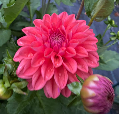 Bloomquist Curt - Tuber