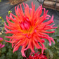 Hollyhill Margarita - Tuber