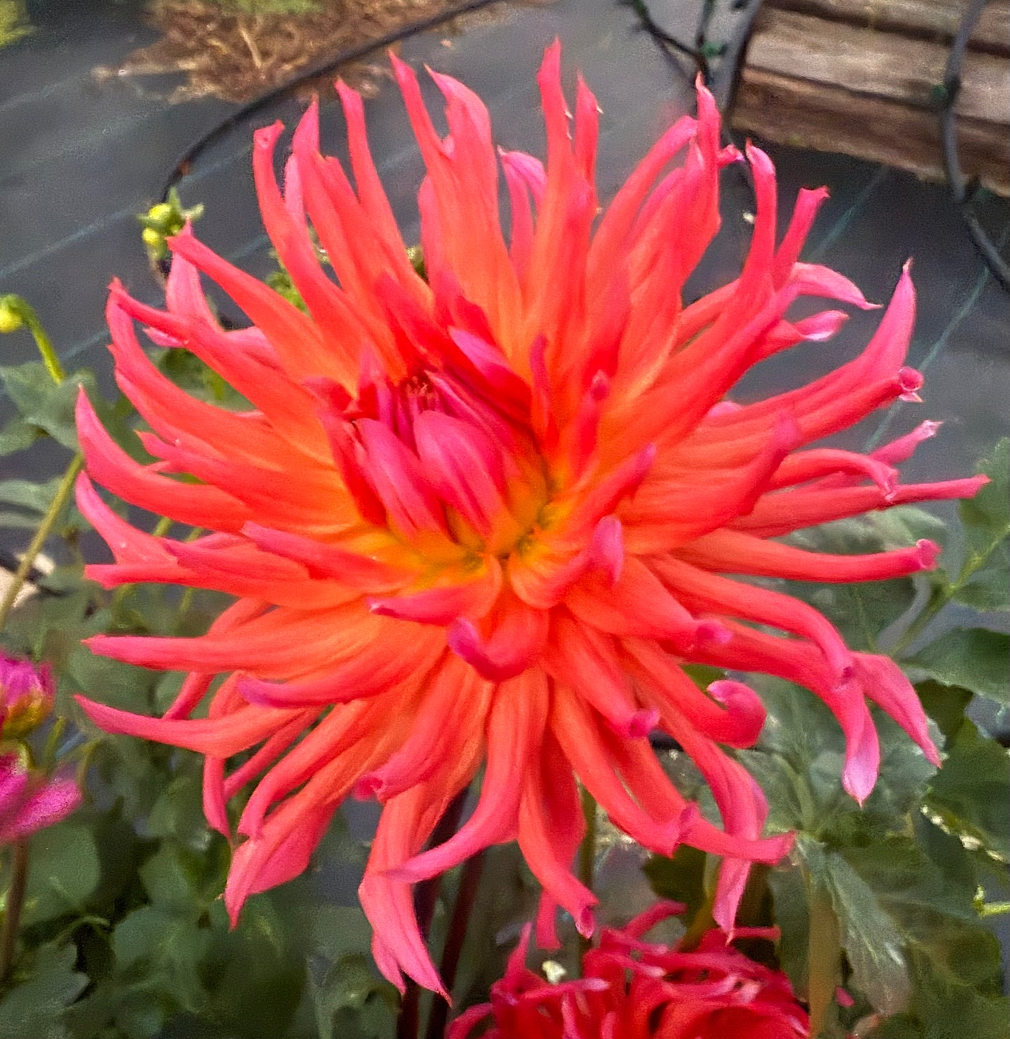 Hollyhill Margarita - Tuber