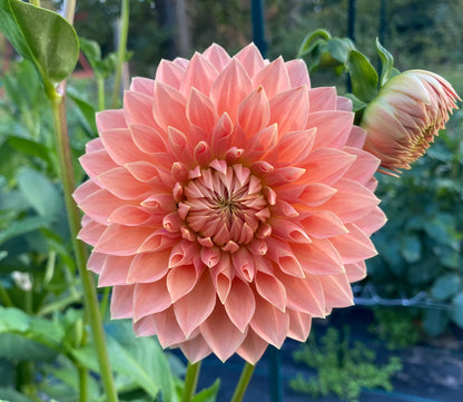 Hamilton Lillian - Tuber