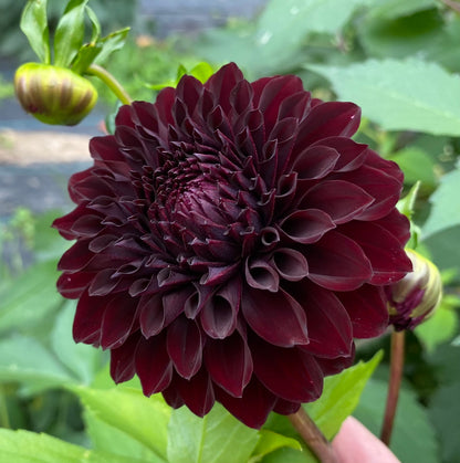 River’s Dark Chocolate - Tuber