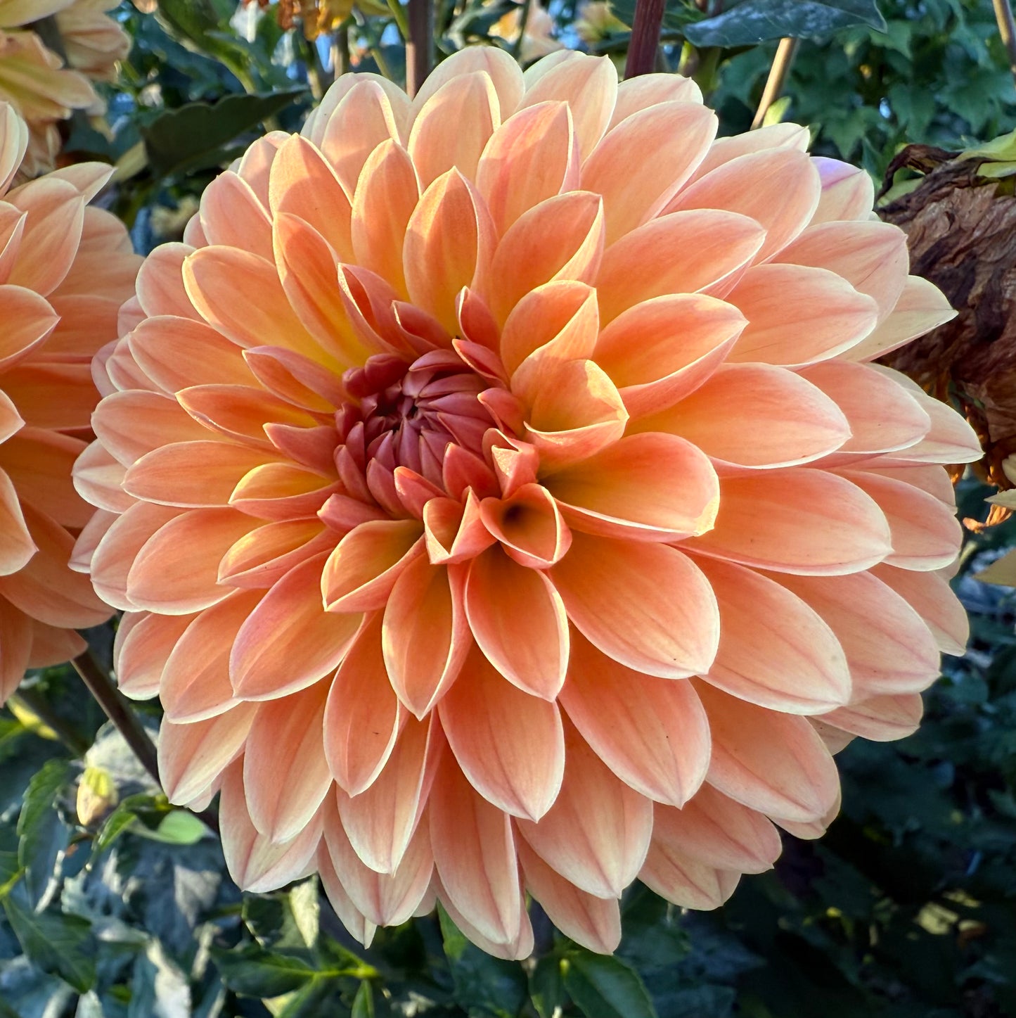 Amber Crystal (Euro Variety)- Tuber