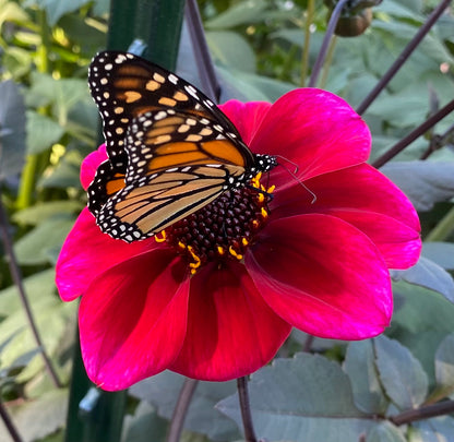 Bloomquist Rich Color - Tuber