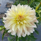 Lakeview Blush - Tuber
