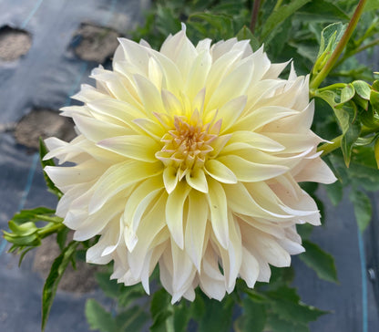 Lakeview Blush - Tuber