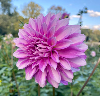 WB’s Misbehavin’ - Tuber