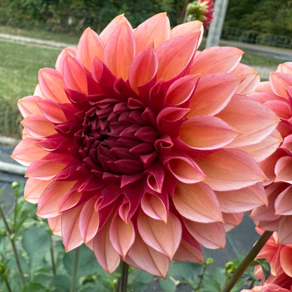 Peach Macaron (Japan variety) - Tuber