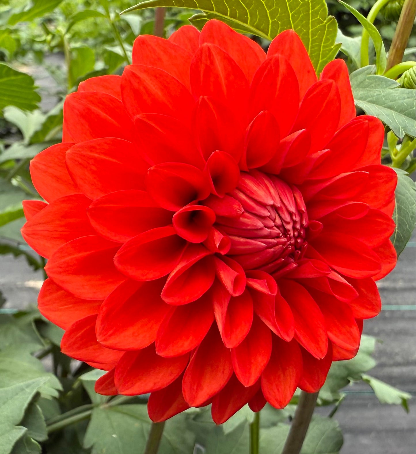 WB’s Molten Lava - Tuber