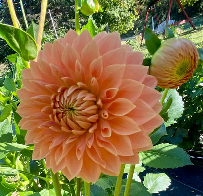 Hamilton Lillian - Tuber