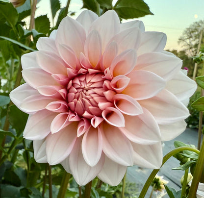 RM Baby Girl - Tuber