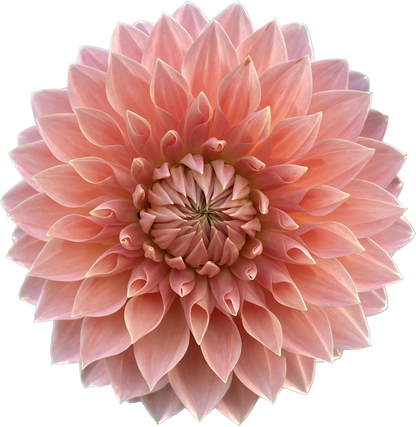 Hamilton Lillian - Tuber