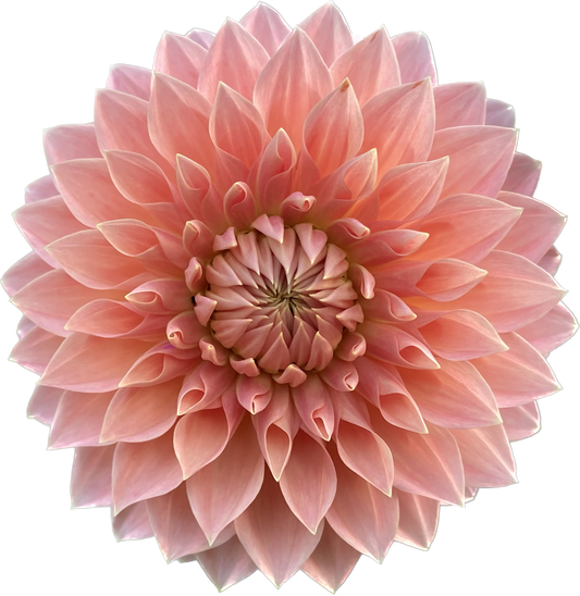 Hamilton Lillian - Tuber