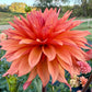 Bloomquist Peach Sorbet - Tuber