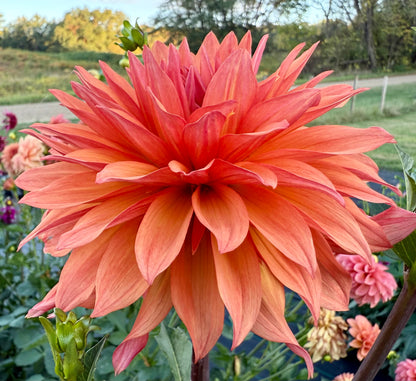 Bloomquist Peach Sorbet - Tuber