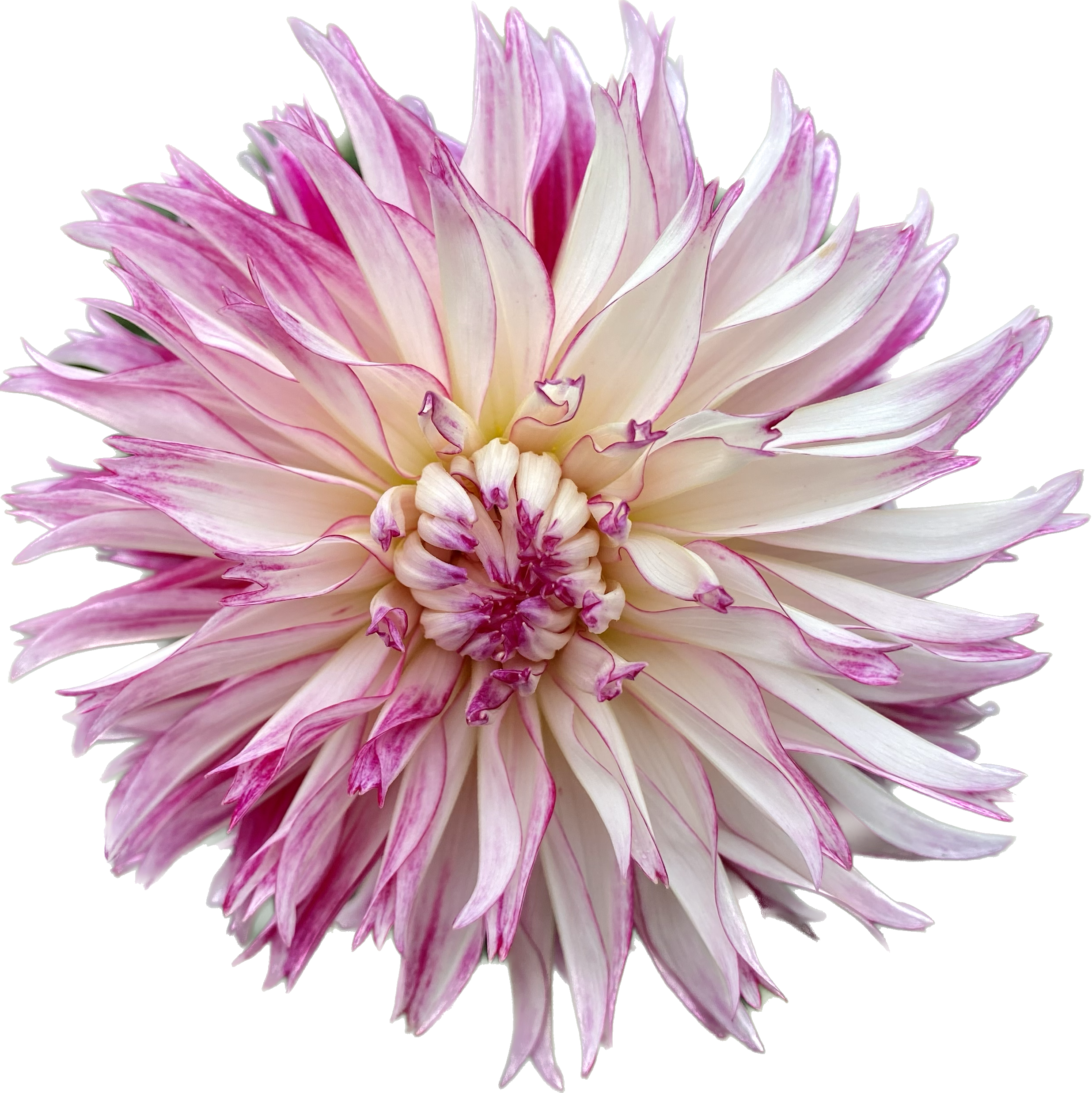 Dahlia Tubers – Dragonfly Dahlias