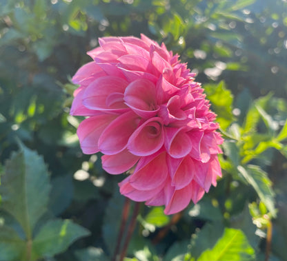 Bracken Rose (US) - Tuber