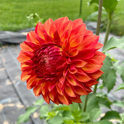 Verrone’s Sandra J - Tuber