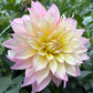 Garden of Love (Japan) - Tuber