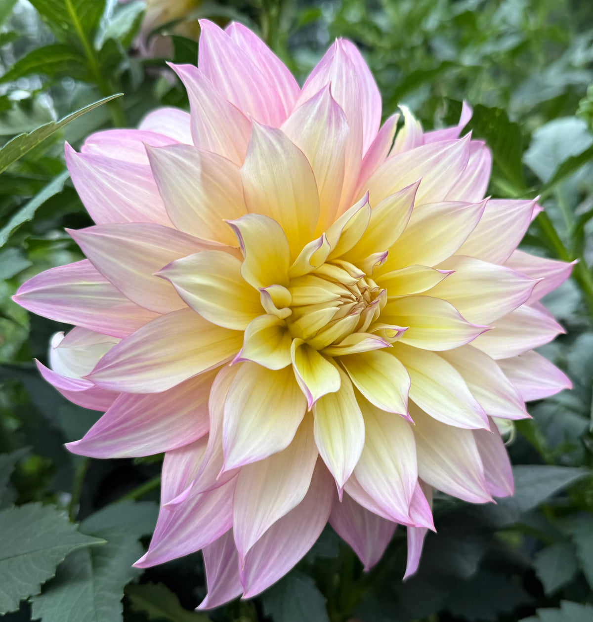 Garden of Love (Japan) - Tuber