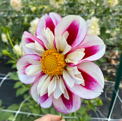 Bumble Rumble - Tuber