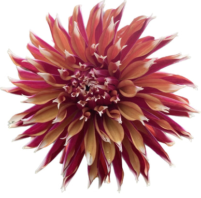 Bloomquist Firecracker - Tuber