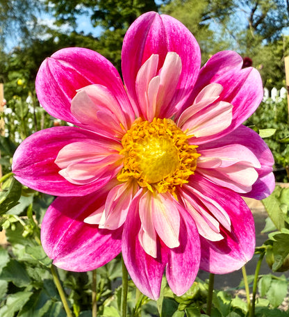 Bell’s Cair Paravel - Tuber