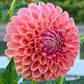 Clearview Peachy - Tuber