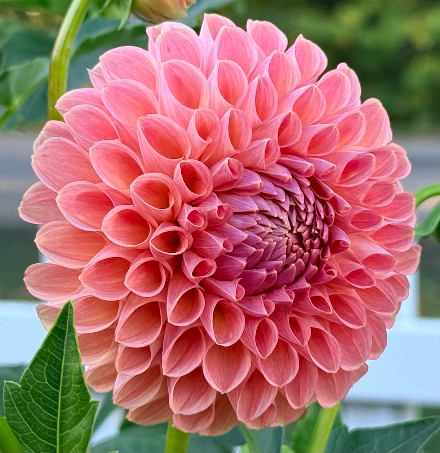 Clearview Peachy - Tuber