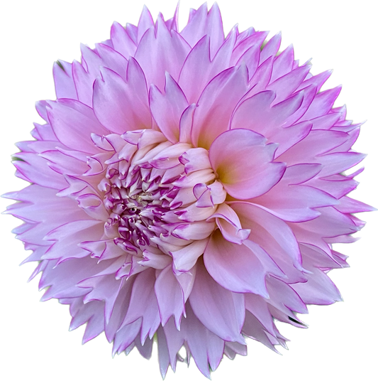Hollyhill Pinkie - Tuber